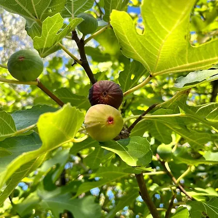 Casa Raposas Casa de Campo Zambujal (Coimbra)